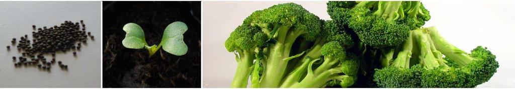 Broccoli MONTOP F1: A vigorous healthy plant with good curd elevation Very vigorous plant well
