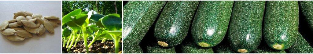 and cat eye Squash RAVEN F1: A very dark green cylindrical hybrid squash Vigorous, very productive