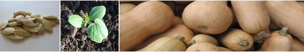 Butternut WALTHAM: A superior Waltham that is highly nutritious Very uniform fruits with a good yield Very nutritious with excellent flavour and deep orange coloured fruit Maturity 90- days from