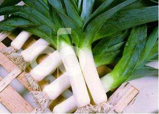 Tin : Tin : Tin Leek ITALIAN GIANT: An excellent white long stem leek Plants