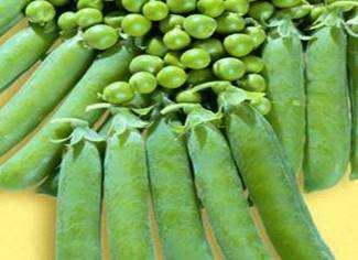 green seeds Well adapted to warm climatic conditions Very high yield Snap Peas SUGAR LADY: A semi