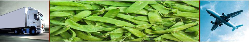 Snow Peas SNOW WIND: A semi leafless variety with outstanding yield and quality Pod length: 9 cm Pods: