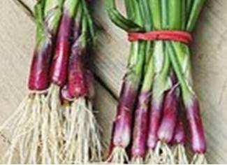 Bunching Onions RED: RED SABRE: Attractive and versatile red skinned variety Mild flavour and crisp texture Maturity: 110 days