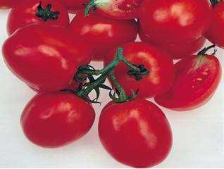 tolerance against Leaf Roll Virus 10 : Foil Packet : Foil Packet : Tin : Tin : Tin : Tin : Plastic Bag RAMBO F1: An excellent determinate tomato with perfect oval shape - wilt tolerant variety