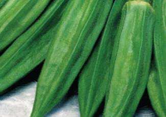 Asian Vegetables OKRA: CLEMSON SPINELESS F1: An excellent standard OP variety Very uniform and prolific producer Fruit length 16 cm