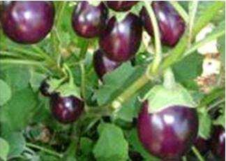 120-1 Fruit colour: dark green 10 : Foil Packet RAVAIYA NS 317: An excellent small purple hybrid Tall spreading plant habit Strong