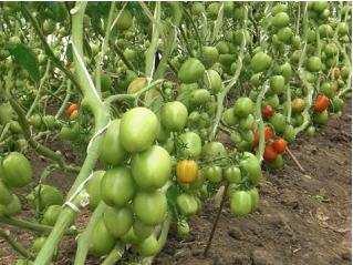 BRAVO F1: A premium green house tomato with oval fruits Indeterminate Maturity 75 days from