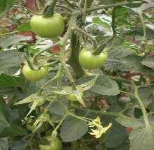 transplanting Fruit weight -130 Yield potential 10-11 Kgs per Sq. M in green house.