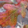 well-drained soil Fall Color: Brown to yellow Hardiness