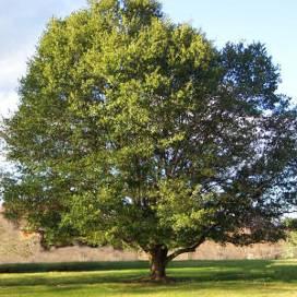 Live Oak Quercus fusiformis Flowers: Inconspicuous, brown Fruit: Acorns