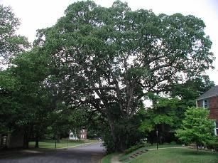 Post Oak Quercus stellata Flowers: Inconspicuous Fruit:
