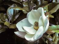 Southern Magnolia Magnolia grandiflora Flowers: Very fragrant,