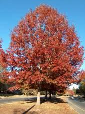 Texas Red Oak Quercus buckleyi Flowers: Reddish-brown