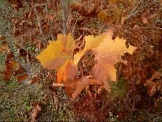 Fall Color: Medium yellow to red Hardiness Zone: 4-9 Bark has large