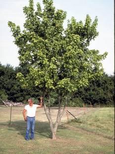 Ash-leaf Maple Acer negundo Flowers: Inconspicuous Fruit: Green