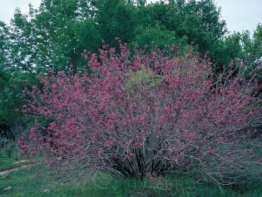 Mexican Buckeye Ungnadia speciosa Flowers: Clusters of pink & magenta Fruit: