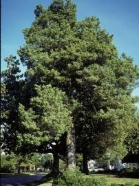 Eastern Red Cedar Juniperus virginiana Flowers: Yellow and green Fruit: