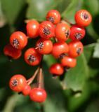 March Fruit: Bright red berries Foliage: Simple,