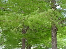 conifer, dark green needle-like leaflets give it a feathery,