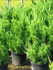 Hollywood Juniper Juniperus chinensis Torulosa Flowers: