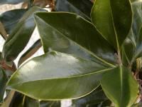 dense dark green leathery leaves, underside often has a cinnamon brown