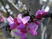 Redbud Cersis texenis Flowers: Clusters of pink &
