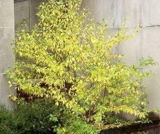 soil Fall Color: Yellow-green Hardiness Zone: 5 Attracts hummingbirds and