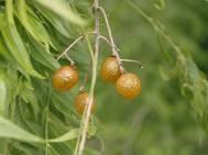 Soapberry Sapindus saponaria var.