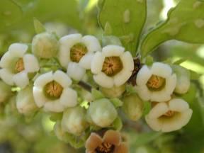 Texas Persimmon Diospyros texana Flowers: Tiny white blooms April- May are