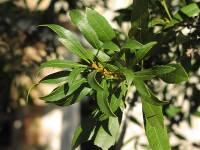 Wax Myrtle Myrica cerifera Flowers: Inconspicuous, green Fruit: Females