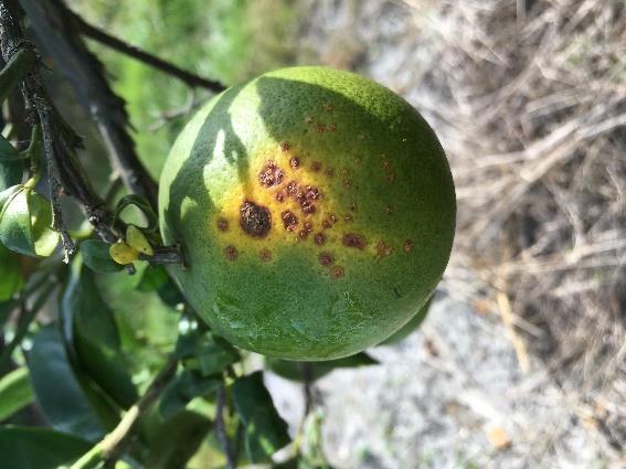Citrus Canker Control Start with clean seedlings from well maintained