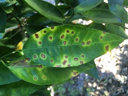 Citrus Canker o Canker and early season fruit drop o Field trial