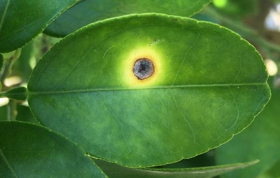 young leaves, fruit and stems Symptoms begin as small water-soaked lesions that develop over 2 weeks Large yellow