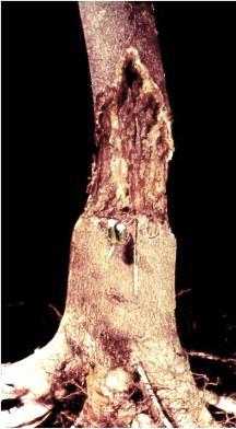 Phytophthora Foot Rot Kills bark Blocks water and