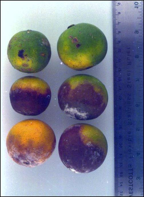 Brown Rot Management Avoid fruit under tree to reduce inoculum (may not feasible with HLB) Raise tree skirts to increase air movement and promote