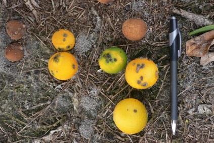 In 2011, 9 sprays began 15 April (too late) ended 27 Sept in an attempt to reduce impact of the early epidemic Fruit canker 2011 Fruit Drop 2011 Canker lesion incidence (%) 120 old lesions young
