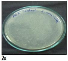 Antimicrobial activity of ginger against S. cerevisiae PDA plate containing 5% and 10% ginger extract v/v after 48 hr of incubation, growth of Saccharomyces cerevisiae was observed.
