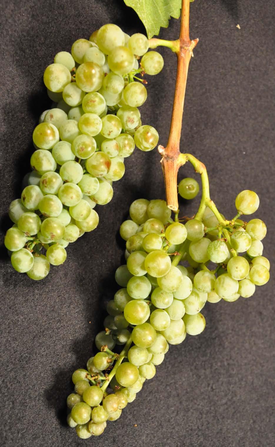Growing Grapes for White Wine