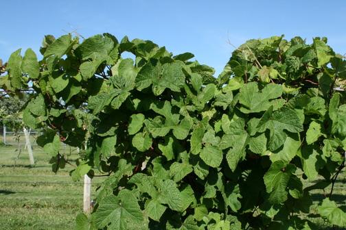 will be produced for winemaking. There is three-year lag before vines mature and produce fruit.