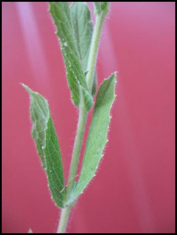 closely-related fireweed) Leaves and