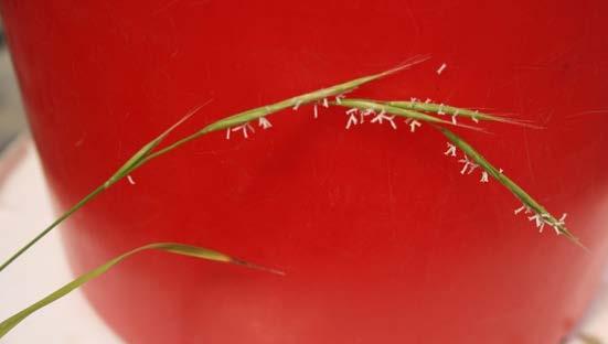 Slender spikelets do not spread away from the