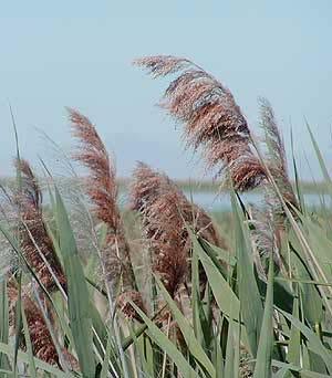 Common Reed Phragmites australis Densely growing wetland perennial with creeping
