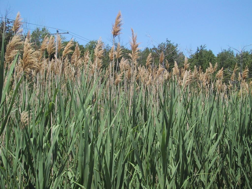 Common reed is usually found in
