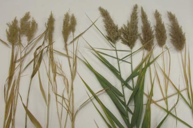 Native reed produces panicles and stems