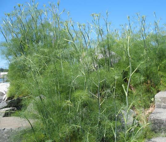 Common Fennel Foeniculum vulgare A weed