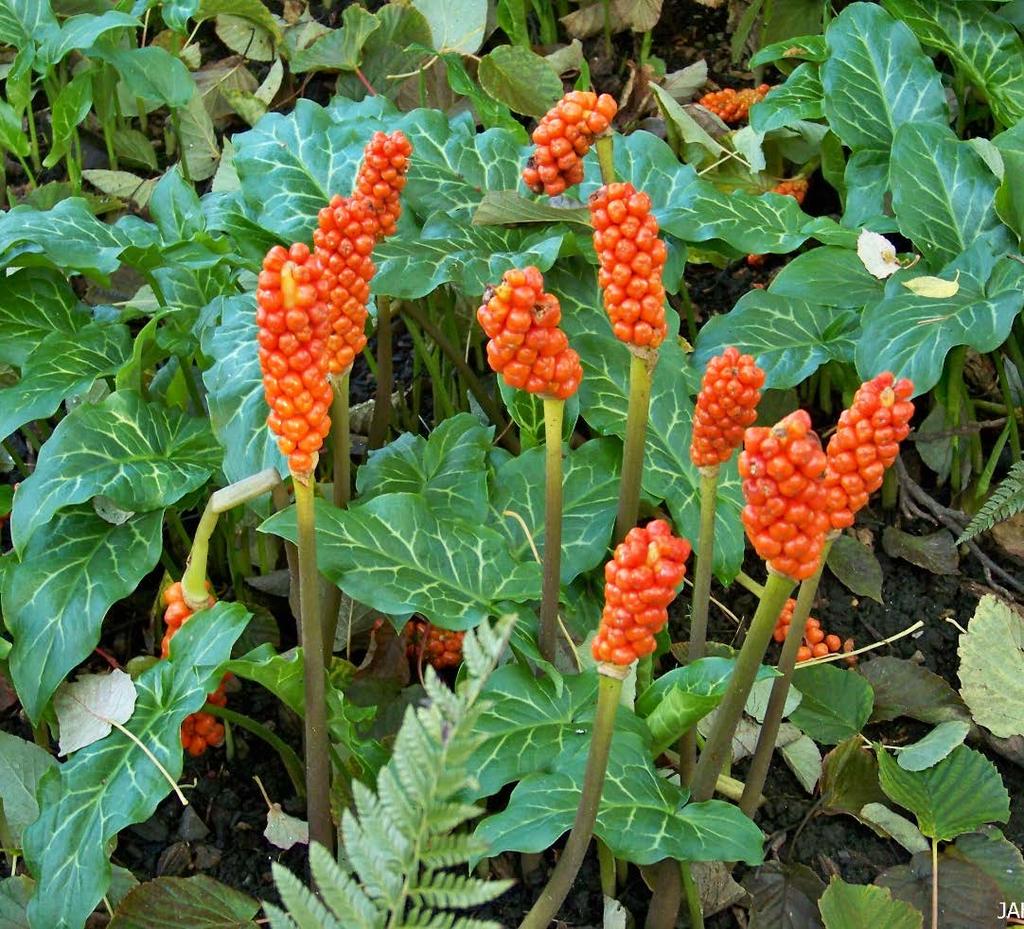 Arum italicum Grows from full sun to mostly shade, often fully crowding out other