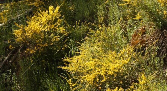 Gold-dust wattle Acacia acinacea Locations found Description. Typically a straggly shrub reaching 2 metres in height.