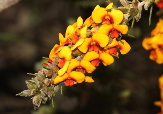 Flowers are broad pea flowers of yellow, orange and red, produced in clusters. Flowers of a single colour are occasionally seen. Flowers are followed by tiny, round pods which turn brown at maturity.