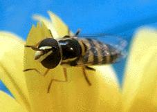 Beneficial insect species Hover Fly Maggots are predatory to aphids, mites & thrips