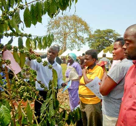 Coffee Extension Coffee demonstration site: Extension worker trains farmers on Good Agricultural Practices Photo: cafe africa Policy objective Support coffee specific extension within the